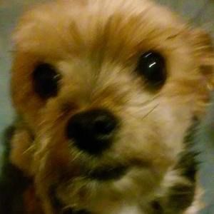 Meet your Posher, Natalie